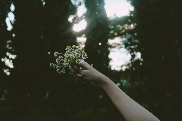 Hand holding wildflowers in forest with sunlight streaming through trees - Download Free Stock Images Pikwizard.com