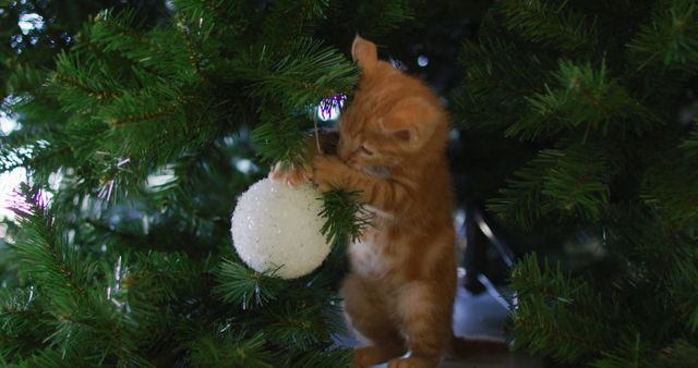 Ginger kitten interacting with a white Christmas ornament hung on a tree, alongside festive greenery. Ideal for holiday greeting cards, festive marketing materials, pet care promotions, or any content celebrating pets during the holiday season.