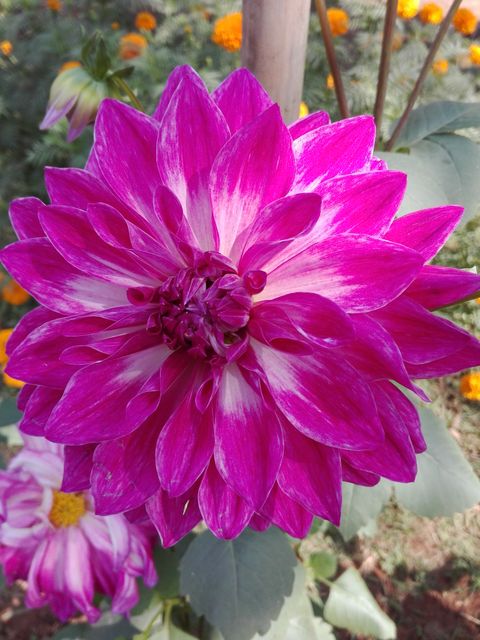 Bright pink dahlia flower fully blooming, displaying its vibrant colors and intricate petal details in a garden. Perfect for nature-themed projects, garden blogs, floral decorations, and beauty content.