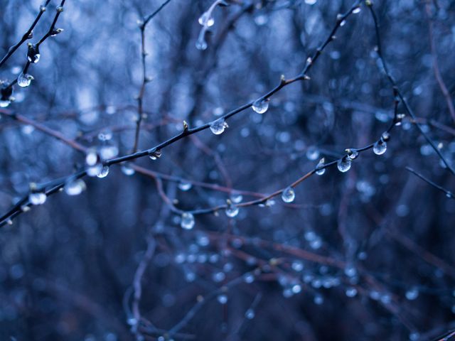 Close-up of Rain Droplets on Bare Winter Tree Branches - Download Free Stock Photos Pikwizard.com