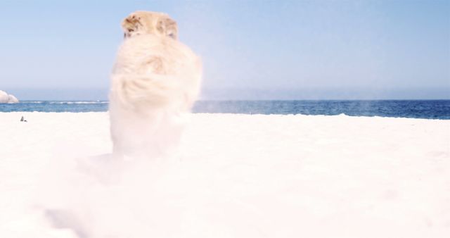 Dog in midst of running on a sandy beach, with the ocean and a clear blue sky in the background. Ideal for content related to pets, outdoor activities, playful moments, summer vacations, and beach destinations.