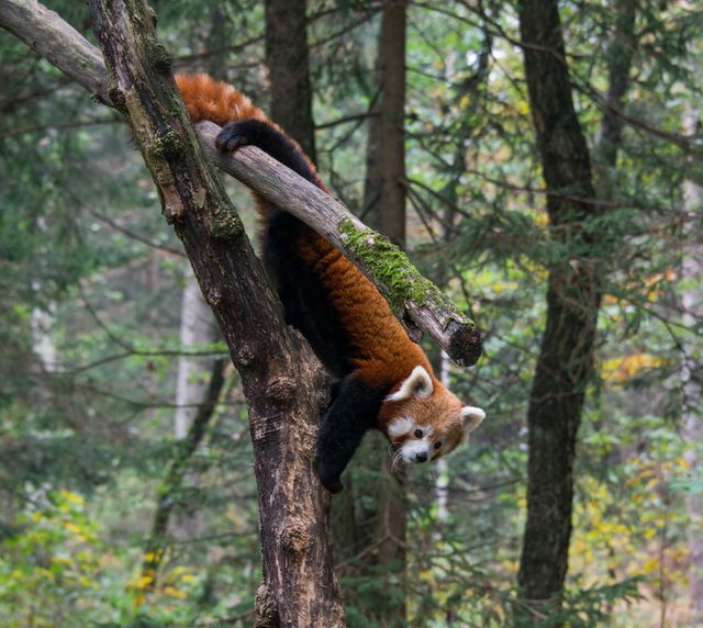 Red panda climbing a tree in a dense forest, showing its natural habitat and agility. Ideal for use in wildlife conservation campaigns, educational materials on endangered species, and nature documentaries.