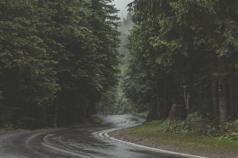 Misty Forest Road with Lush Greenery and Wet Asphalt