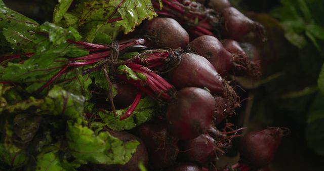 Freshly harvested beetroots with leaves, outdoor - Download Free Stock Photos Pikwizard.com