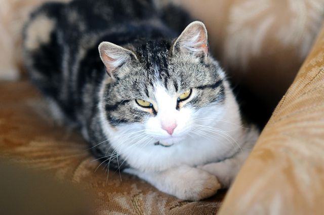 Cozy Cat Lounging on Comfortable Sofa Indoors - Download Free Stock Photos Pikwizard.com