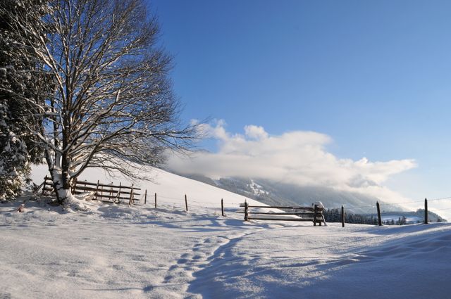 Snow-covered landscape featuring bare tree and wooden fence under bright blue sky. Footprints in the snow lead towards distant mountains. Ideal for depicting serene winter scenes, travel destinations, and seasonal marketing materials.