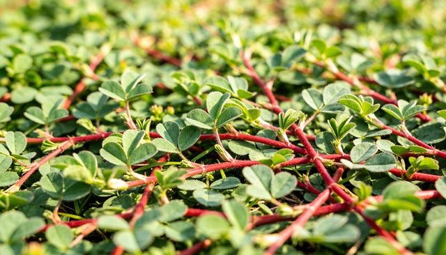 Sunlit red-stem groundcover with clover-like leaves forming dense green carpet