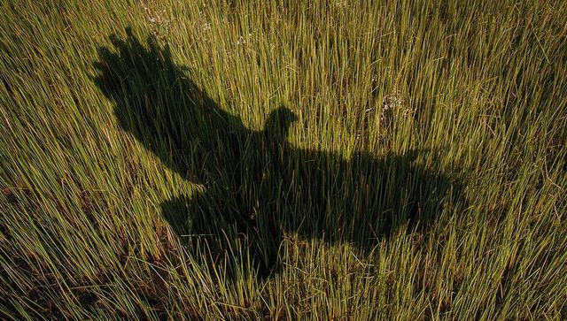 Horse and rider shadow casting across tall reed grass at golden hour marshland