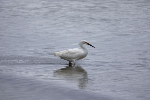 Sandhill crane snowy egret wading gracefully through serene waters