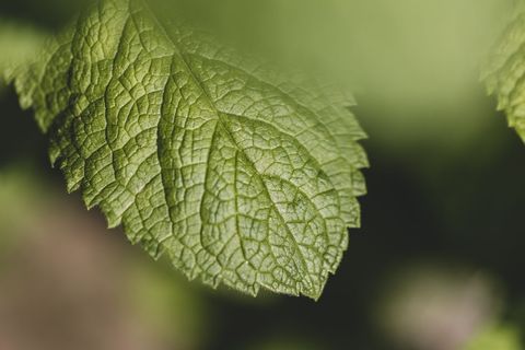Dew-kissed birch leaf in morning light