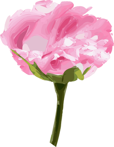 Elegant Pink Blossom Vector Art on Transparent Background
