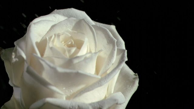 A close-up view of a white rose receiving rain droplets in slow motion against a black background. This elegant and captivating scene highlights the purity and beauty of the flower under a soft, gentle rain. The contrast dramatically enhances the delicate petals and clear droplets, creating a peaceful ambiance. Ideal for use in designs focusing on themes of nature, purity, tranquility, or luxury, this can be perfect for greeting cards, advertisements for floral products, or soothing digital backgrounds.