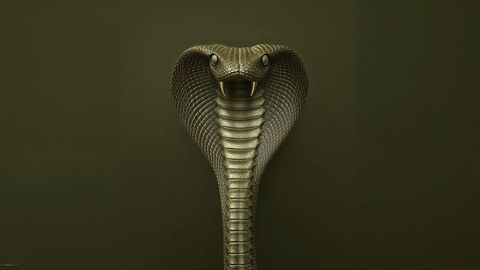 Majestic king cobra with expanded hood in olive green ambiente
