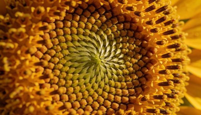 Sunflower seed spiral macro showing fibonacci pattern and golden florets