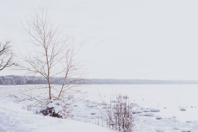 Snow Covered Landscape with Bare Trees by Frozen Lake - Download Free Stock Photos Pikwizard.com
