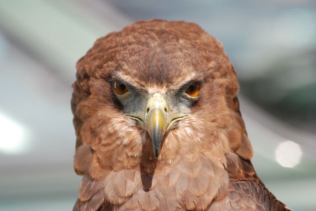 A detailed close-up of a brown hawk with fierce eyes and sharp beak. Perfect for highlighting the intensity and majestic nature of birds of prey. Ideal for use in wildlife articles, nature documentaries, educational materials on avian species, or as a striking visual in various print and online publications.
