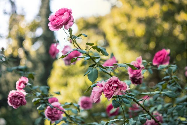 Beautiful pink roses blooming in a garden on a sunny day, showcasing nature's elegance and vibrant colors. Ideal for use in gardening magazines, floral advertisements, nature blogs, and decorative art prints celebrating natural beauty and outdoor life.