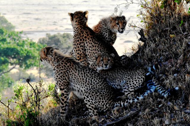 Cheetah family perched on hillside overlooking African savannah. Adult cheetah and cubs together. Perfect for use in wildlife documentaries, educational materials, and nature-related content emphasizing wildlife and ecosystem diversity.