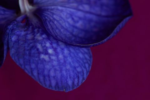 Macro close-up of blue orchid petal on deep magenta background showing velvet texture