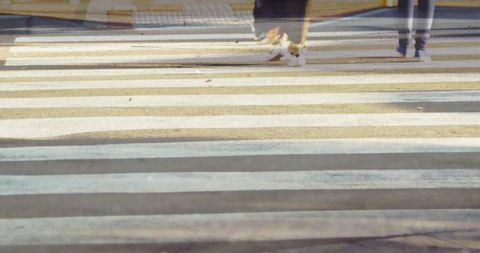 Commuters Moving Fast on City Zebra Crossing During Rush Hour - Download Free Stock Images Pikwizard.com