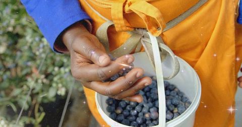 Child holding bucket of blueberries while picking in sunlit garden wearing orange apron