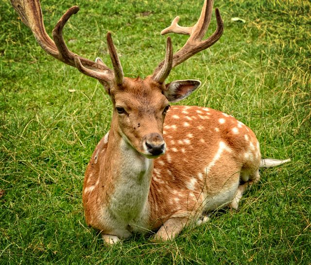 A deer with prominent antlers resting on green grass. Useful for wildlife blogs, nature magazines, outdoor-themed presentations, and educational content about animals.
