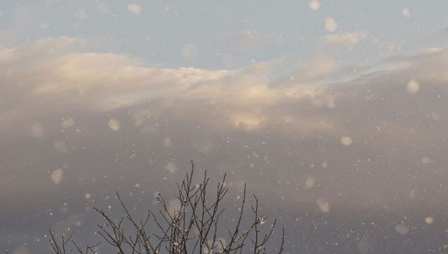 Drifting snowflakes over bare winter branches with softly glowing layered clouds near horizon