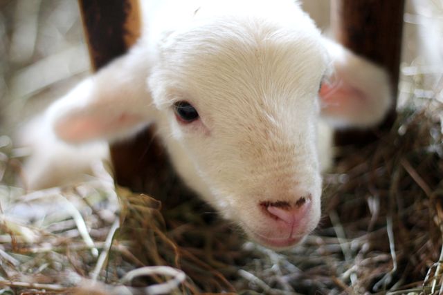 Adorable Lamb Resting in Cozy Straw-filled Barn - Download Free Stock Photos Pikwizard.com