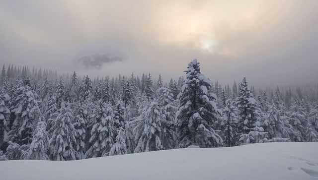 Sunlight breaking through fog over snow-covered alpine forest at dusk