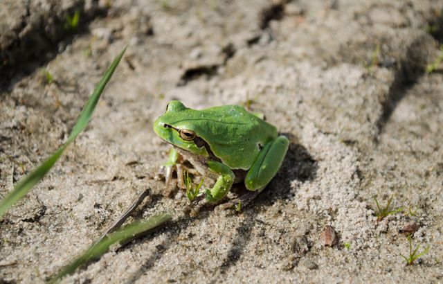 Green Tree Frog on Dry Sandy Ground in Natural Habitat - Download Free Stock Photos Pikwizard.com