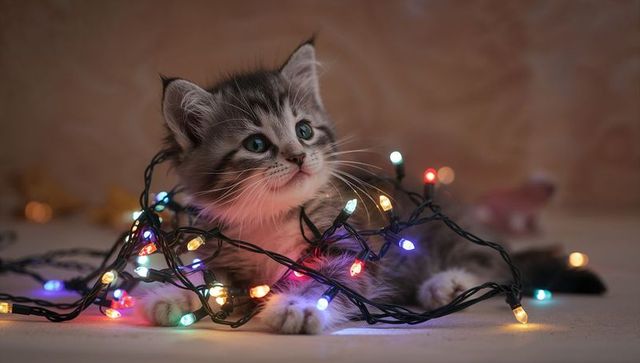Curious tabby kitten entangled in multicolor led holiday lights on cozy rug