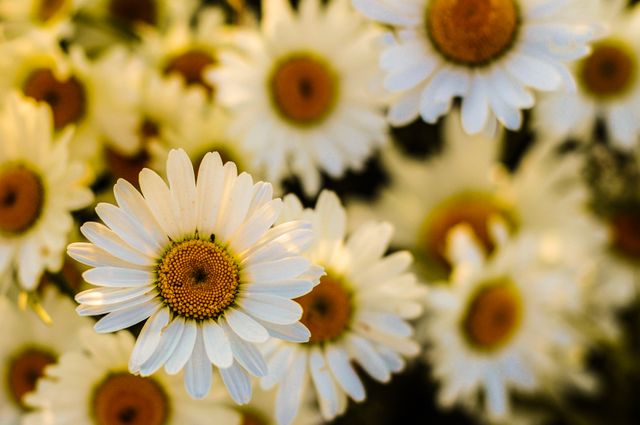 Bright and cheerful, this close-up of blooming white daisies captures the essence of a sunny summer day. Ideal for use in nature and gardening blogs, floral arrangement brochures, or as a decorative print. Perfect to convey themes of growth, positivity, and natural beauty.