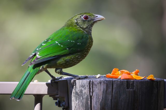 Brightly Colored Green Bird Eating Fruit on Tree Stump - Download Free Stock Photos Pikwizard.com