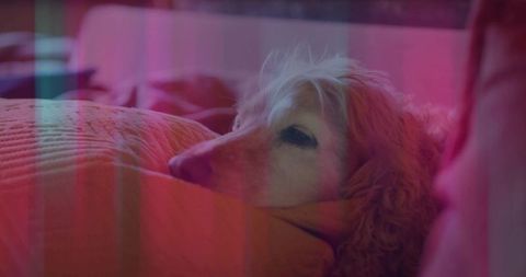 Senior dog relaxing on colorful sofa under mood lighting