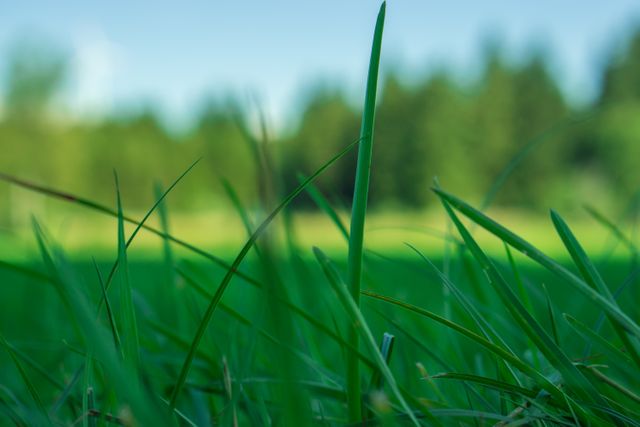 Close-up image of fresh green grass blades during summer. Perfect for backgrounds, wallpapers, environmental awareness campaigns, gardening promotions, and nature-related designs.