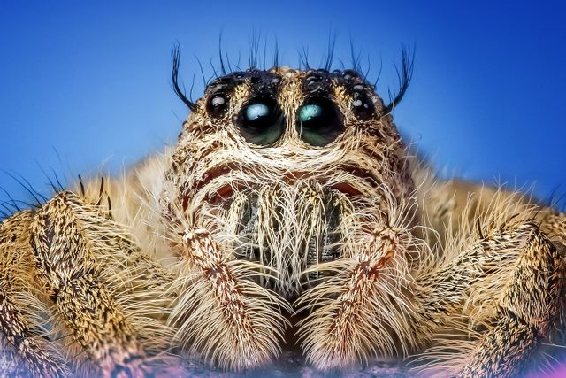 Shows a close-up of a jumping spider with detailed fuzzy texture and eyes reflecting light. This image is ideal for nature and wildlife publications, educational material on arachnids, and entomology studies. It can also be used for artistic purposes or in presentations to evoke intrigue and highlight the intricate details of small creatures.