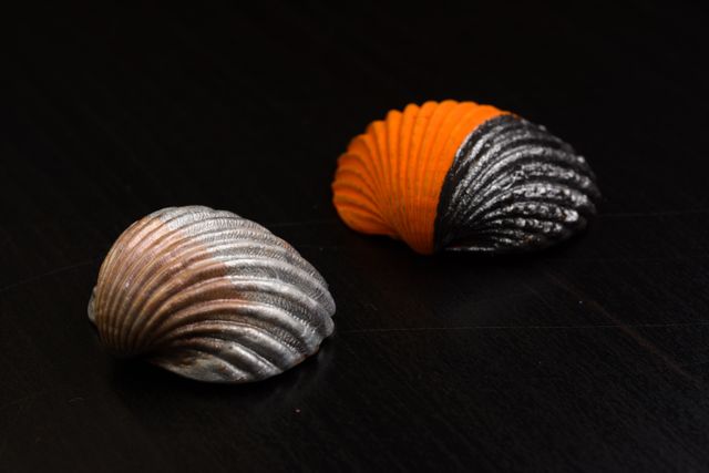 Colorful Metallic Shells on Black Surface - Download Free Stock Photos Pikwizard.com