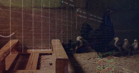 Black hen sheltering chicks in moody rustic coop, barn ramp, straw, grainy chart overlays