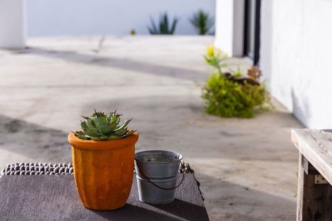 Sunlit terracotta pot with succulent on minimalist patio casting long shadows