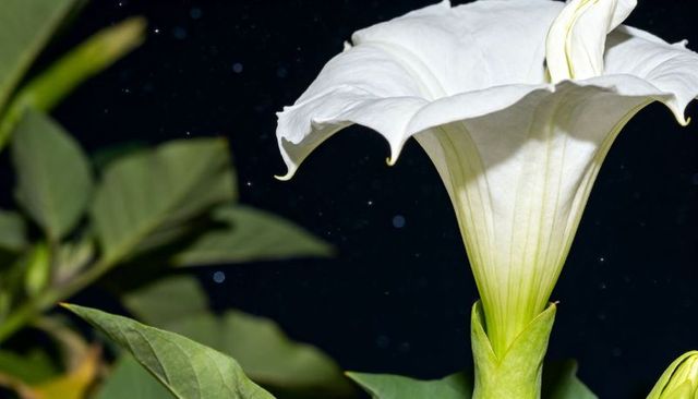 Night-blooming white datura moonflower macro showing green tube and starry night background