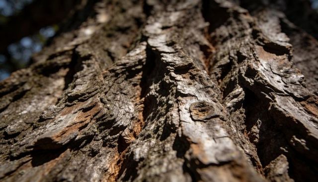 Sunlit coarse furrowed bark on tree trunk with knot close-up texture and grooves
