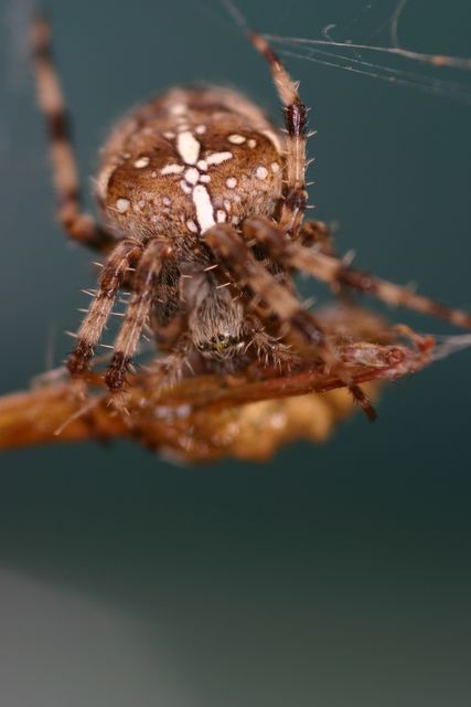 Detailed close-up of an orb-weaver spider with a brown, patterned body hanging on its web. Ideal for nature study materials, educational resources on insects and arachnids, and websites that focus on wildlife and entomology.