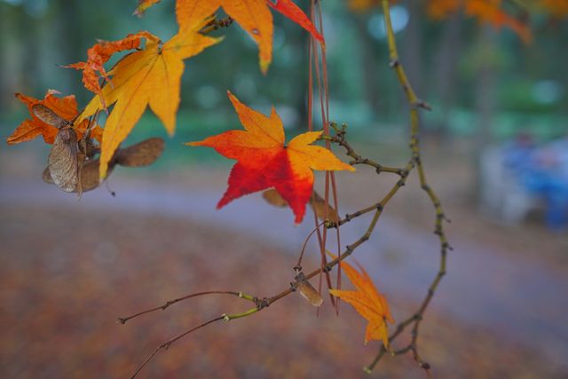 Colorful leaves hanging on branch with a blurred background of scattered leaves and trees. Perfect for themes related to seasonal changes, nature, serenity, and outdoor exploration. Useful in blog posts, websites, and marketing materials celebrating autumn or showcasing natural beauty.