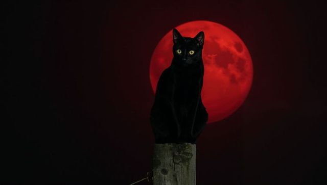 Black cat sitting on weathered post staring at blood-red moon, eerie nocturnal lunar scene