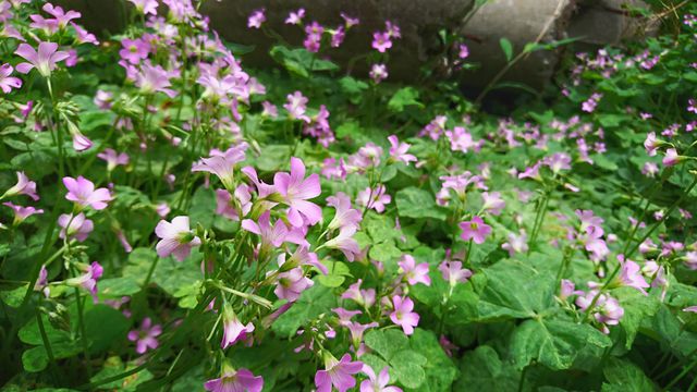 Oxalis flowers in full bloom create vibrant scenery in a spring garden. Delicate pink petals contrast with the lush green leaves, making this perfect for nature blogs, gardening catalogs, and spring-related promotions.
