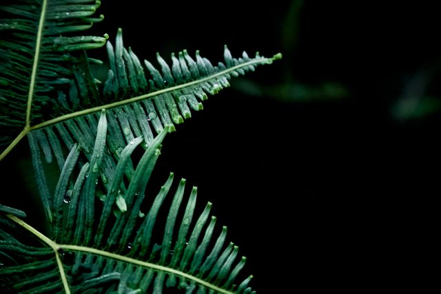 Fern Leaves with Water Droplets on Dark Background - Download Free Stock Photos Pikwizard.com