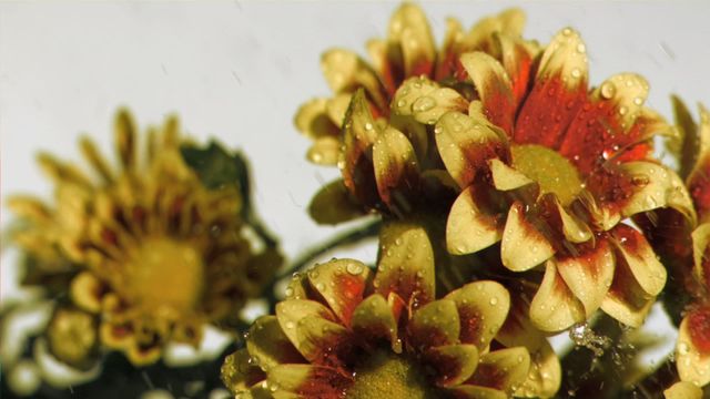 Close-up view of chrysanthemums being watered in slow motion, showcasing water droplets on petals against a gray background. Perfect for use in nature presentations, gardening content, floral blogs, and educational materials focusing on botany.