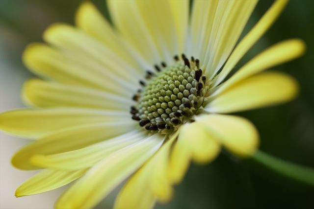 This close-up of a yellow daisy in full bloom highlights the delicate petals and the detailed patterns of the flower's center. Ideal for nature-themed projects, gardening blogs, floral arrangements or background imagery for websites and digital media. Perfect for use in springtime promotions, botanical content, or educational materials relating to flowers and plants.