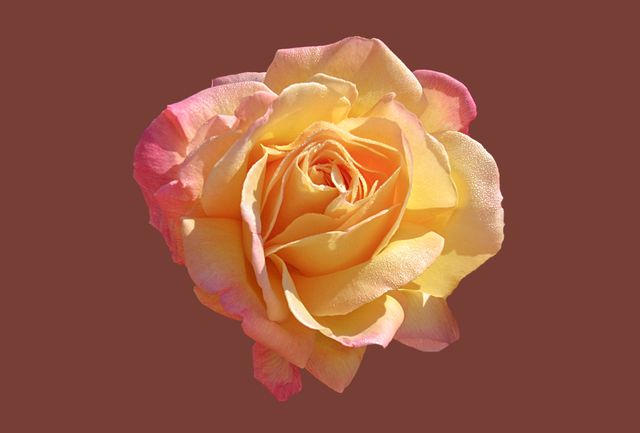 Close-up view of a vibrant yellow and pink rose bloom against a brown background. Suitable for use in floral design projects, gardening blogs, nature presentations, and decorative purposes.
