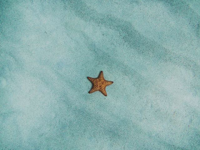This image shows a lone starfish resting on a sandy sea floor under clear water. Ideal for use in marine biology, oceanography, and environmental science topics showcasing marine life diversity and ocean habitats. Perfect for travel brochures focusing on beach and ocean destinations, or for promoting scuba diving and snorkeling activities.